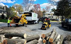 Reliable Plainview, NY Tree Care Solutions