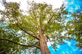 Best Soil Testing and Treatment  in Plainview, NY