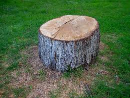 Best Tree and Shrub Care  in Plainview, NY