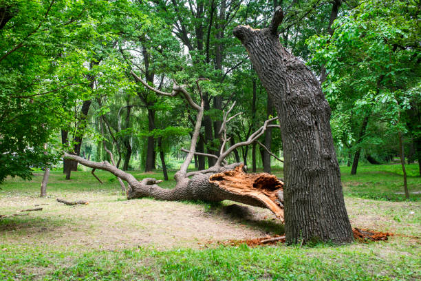 How Our Tree Care Process Works  in  Plainview, NY