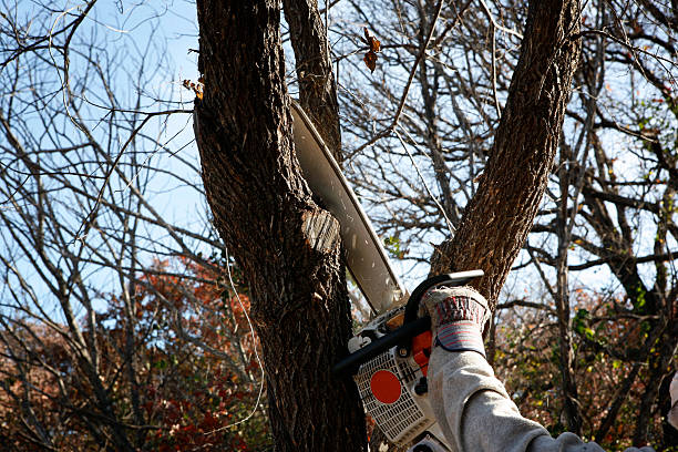Best Tree Risk Assessment  in Plainview, NY