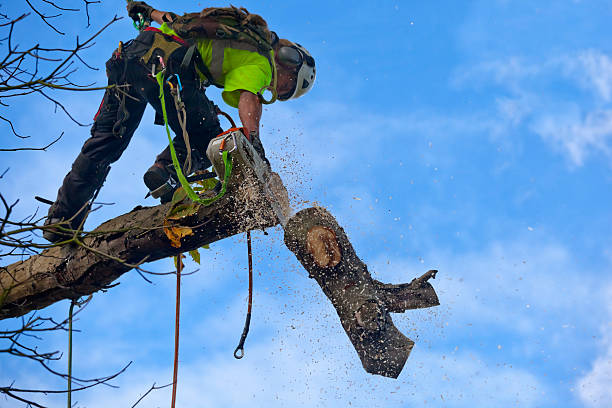 Best Tree Mulching  in Plainview, NY
